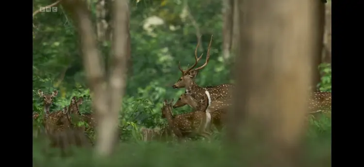 Chital (Axis axis) as shown in Planet Earth III - Forests